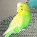Kiwi von Pieps