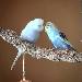 LoveBirds