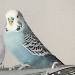 Plethi von Pieps