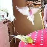 Attacke!!