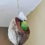 Schürzenjäger Krethi