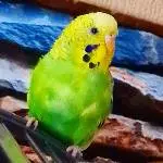 Dodo strahlt