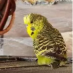 Schokoladenseite