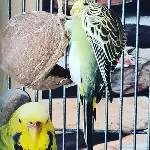 Dodos Blick spricht Bände