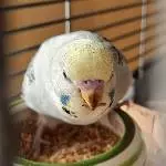 Finchen lässt es sich schmecken