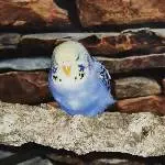 Cera, meine blaue Schönheit