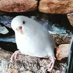 Klärchen kuckt keck