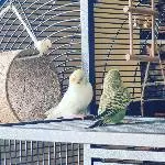 Nur Flausen im Kopf