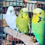 Krethi, Berti und Dodo