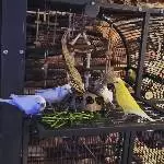 Frühstück mit Möhrengrün 