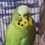 Bertolino