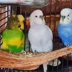 Die Kerls