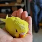 Lovely Lumi