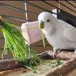 Feinschmeckerchen