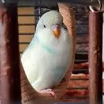 Gorgeous Grisu