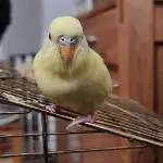 Prinzessin Leia