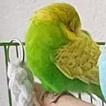 machs gut Kiwi