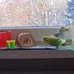 Dodo und Cera geben sich ihrem Spieltrieb hin.