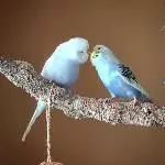 LoveBirds