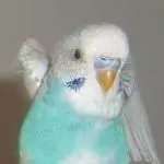 Mein süßer sprechbegabter Pip