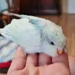 Grisu, die Goldige