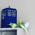 Doctor Who Wellii-Style