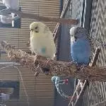 Erna und Grisu