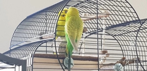 Wellensittich-Bild: Phoenix und Macho schnäbeln durch das Gitter