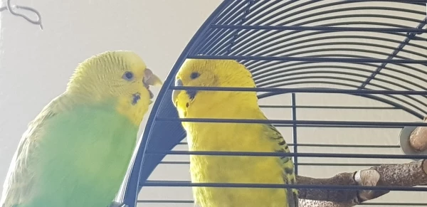 Wellensittich-Bild: die beiden sind so goldig