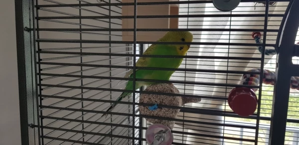 Wellensittich-Bild: Phoenix