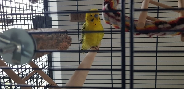 Wellensittich-Bild: gestatten, Macho himself