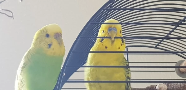 Wellensittich-Bild: Phoenix und Macho