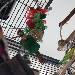 Macho und Phoenix wieder vereint 
