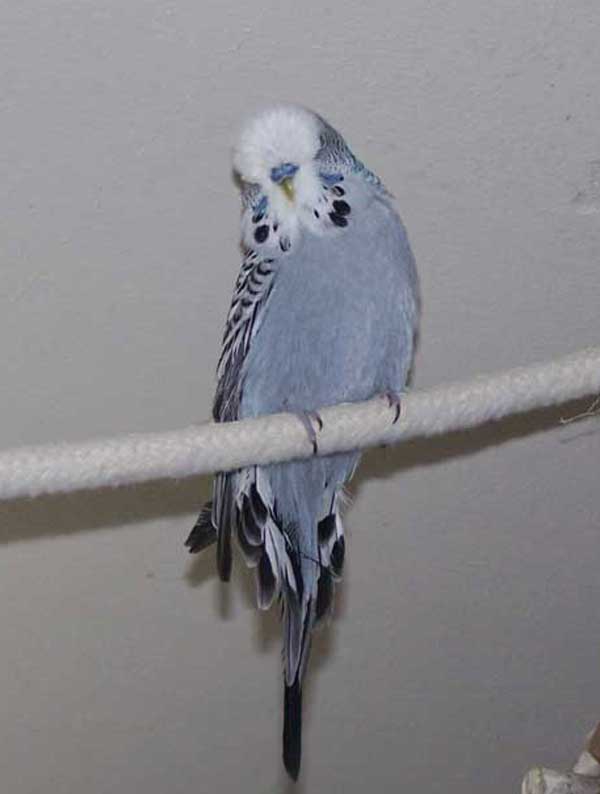 Gerri