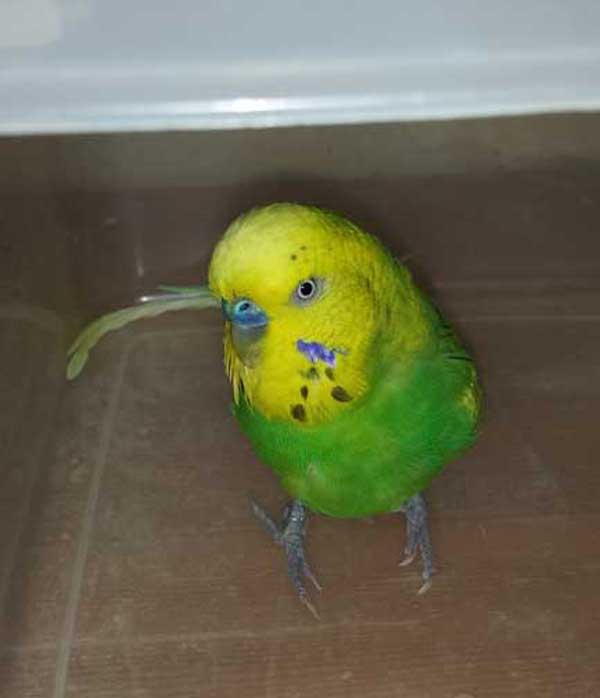 Wilfried