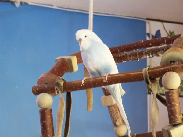 Wellensittich-Bild: Gerade im Vogelzimmer angekommen