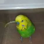 Wilfried