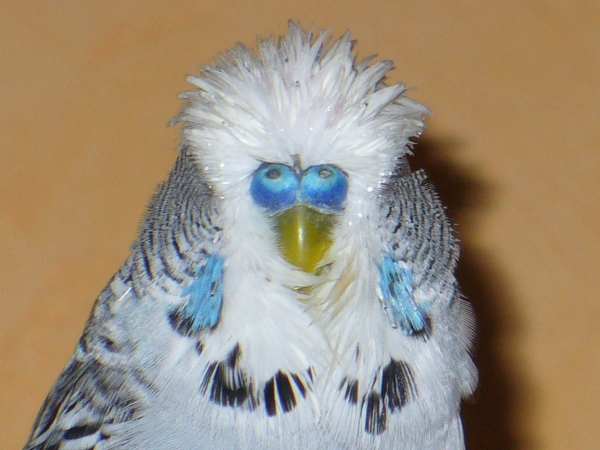 Diego