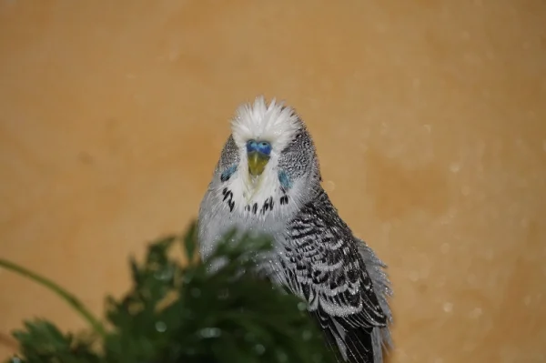Wellensittich-Bild: Mein Diego ist ein Dusch-Freund...!