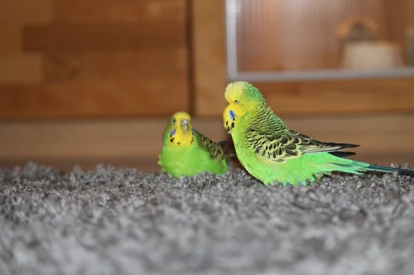 Wellensittich-Bild: Bobby und Nala streifen durch die Prärie, äh den Wohnzimmershaggy..:-)