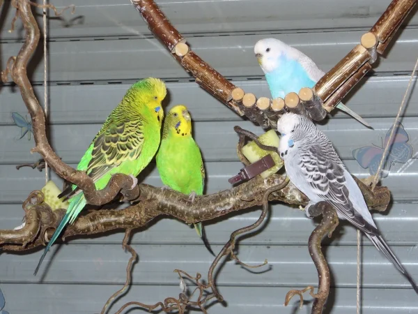 Wellensittich-Bild: Bobby,Nala,Lily(oben)und Diego