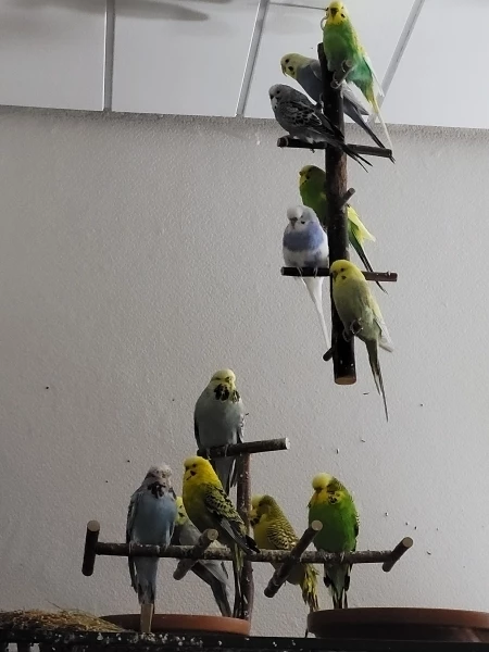 Wellensittich-Bild: Ein Gruppenbild, das Einzige, was mir gelungen ist.