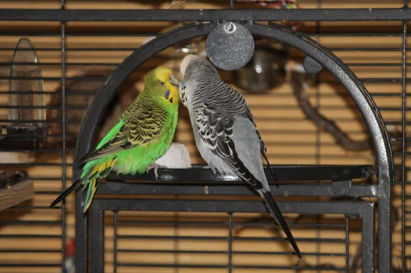 Wellensittich-Bild: Nala & Diego in Love!