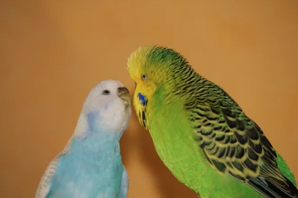 Wellensittich-Bild: Die einzige feste Beziehung in meinem Schwärmchen...Bobby und Lily!