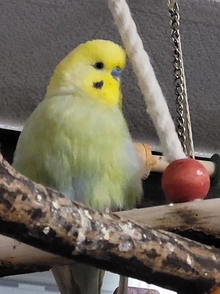 Wellensittich-Bild: Mein kleiner Sonnenschein, der fröhliche Tommy.