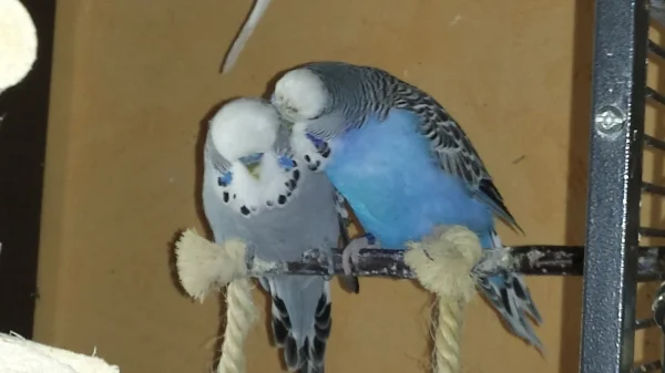 Wellensittich-Bild: Klein Gina hat den Opi Diego sooooo gern!!!