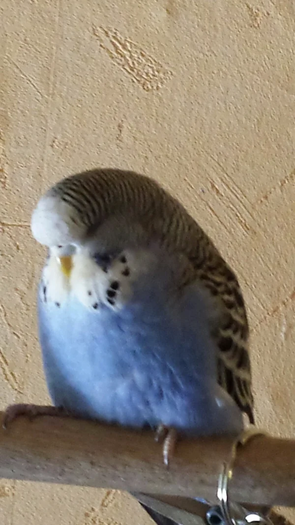 Wellensittich-Bild: meine kleine dunkelblaue Henne Gina