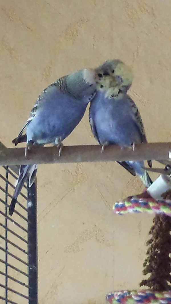 Wellensittich-Bild: Wir beide haben uns schon ganz doll lieb!