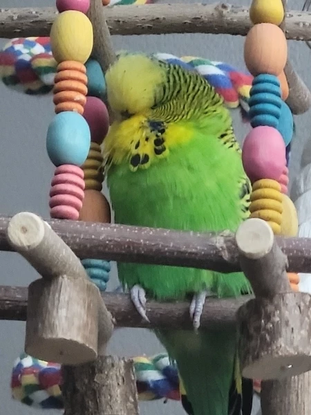 Yoschi, der Neue im Schwarm