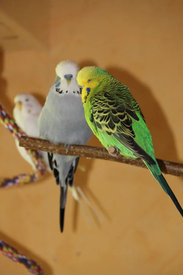 Wellensittich-Bild: Die beiden lieben sich total dolle!